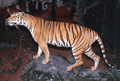 96-tigre